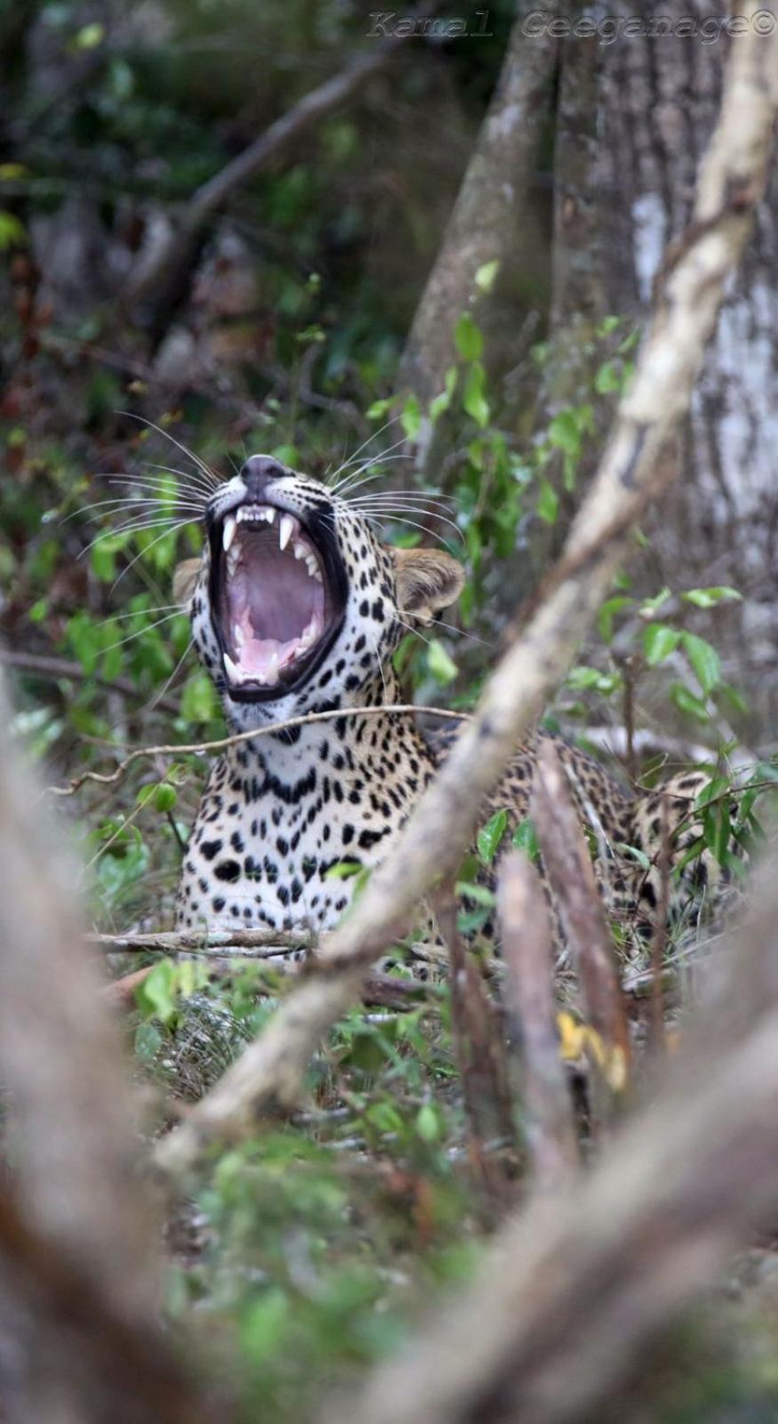 فيلا Life Of Leisure Wilpattu Pahala Maragahawewa المظهر الخارجي الصورة